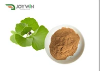 Ginkgo biloba u prahu